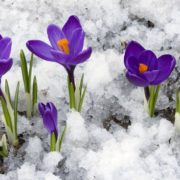 Jardinage en hiver : conseils et entretien