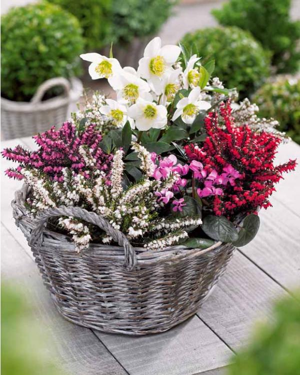 Jardinage en hiver : conseils et entretien | jardin-cactus